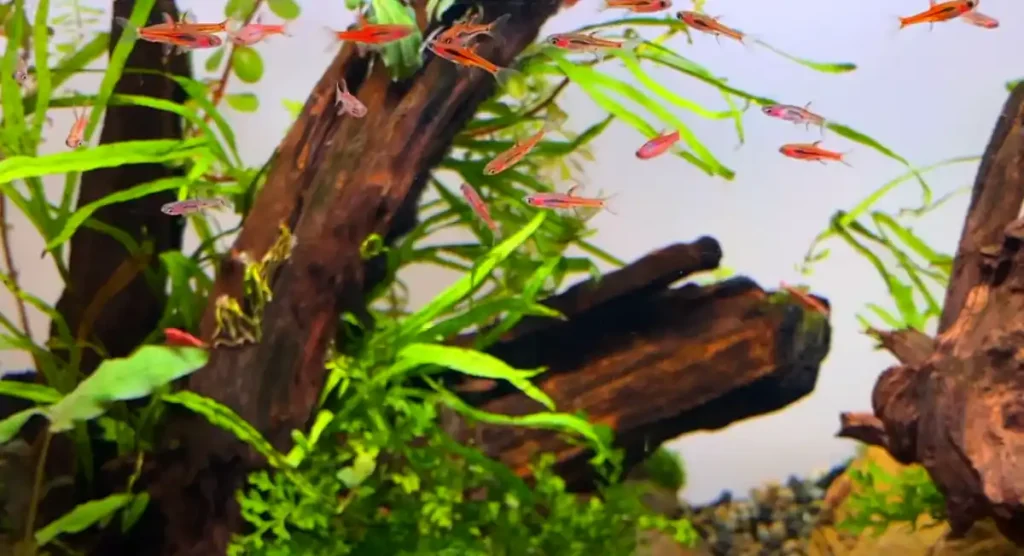 A school of chili rasboras in a planted tank