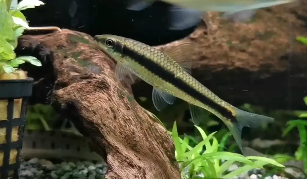 A siamese algae eater feeding on algae