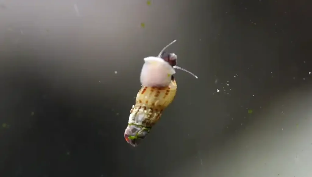 A trumpet snail