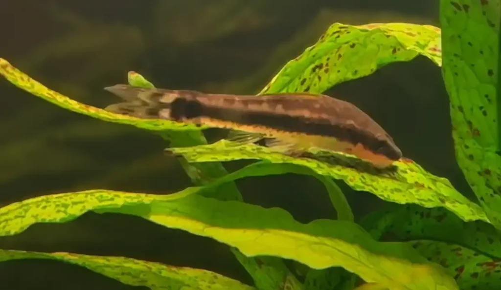 An otocinclus catfish feeding in algae