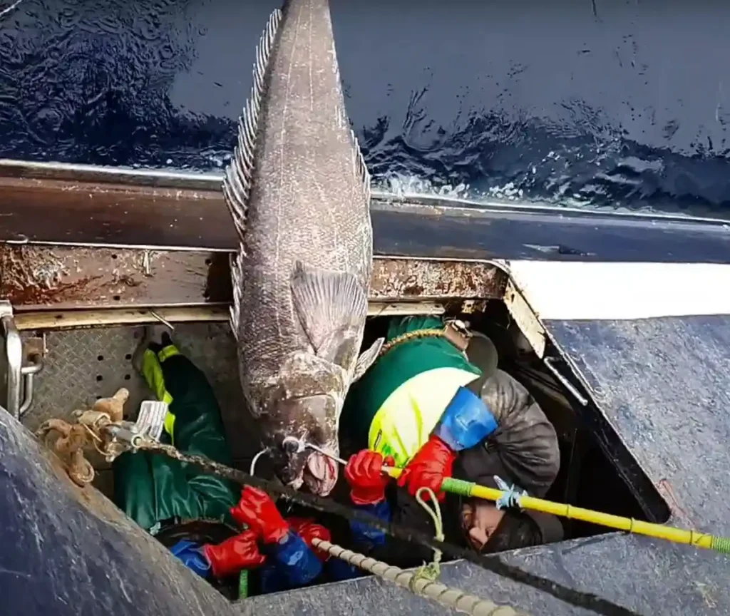 Antarctic Toothfish caught with a fishing vessel