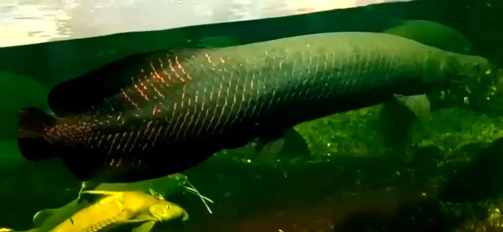An Arapaima