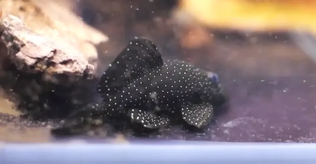 A pleco fish