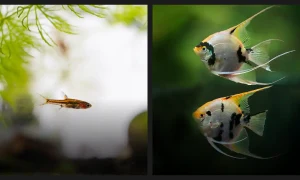 Can Rasboras Live with Angelfish? Answered