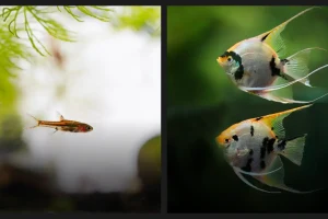 Can Rasboras Live with Angelfish? Answered