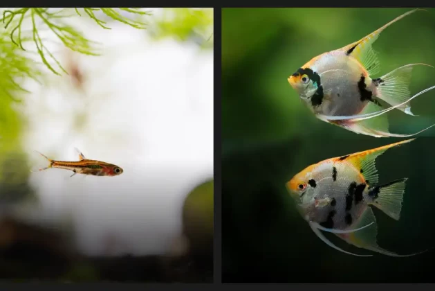 Can Rasboras Live with Angelfish? Answered