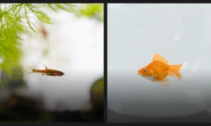 Can Rasboras Live with Goldfish? Answered