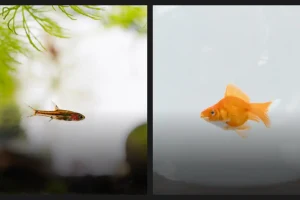 Can Rasboras Live with Goldfish? Answered