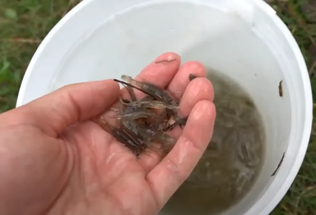 Captured freshwater shrimps