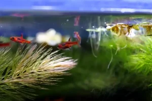 A Guide to Breeding Chili Rasboras