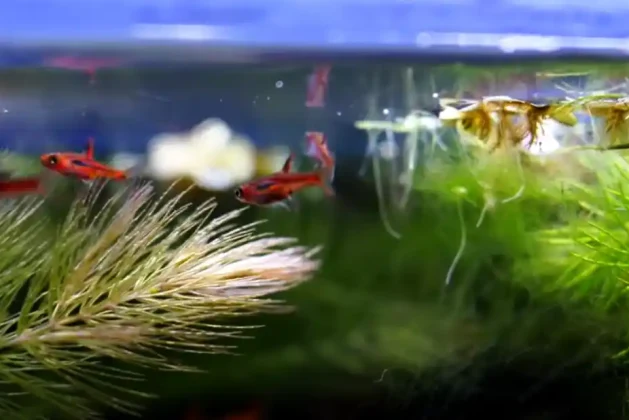 A Guide to Breeding Chili Rasboras