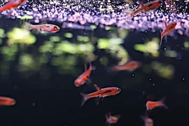 Are Rasboras Hardy Fish? Answered