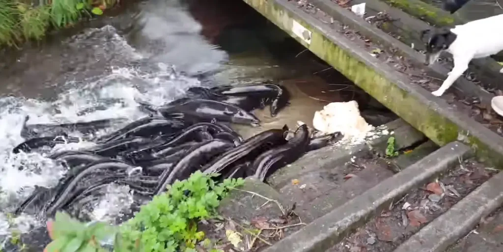 Feeding Longfin Eels