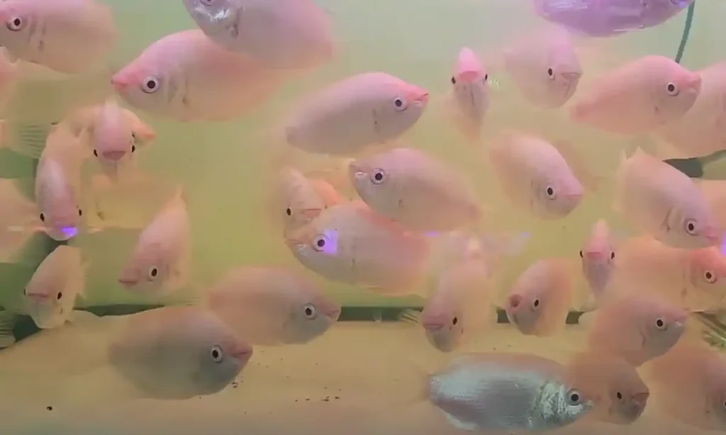 Kissing gourami in a display tank of an aquarium