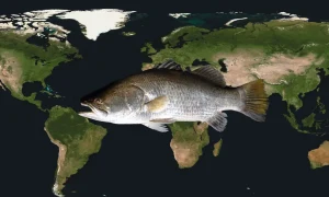 Largest Freshwater Fish From Every Continent