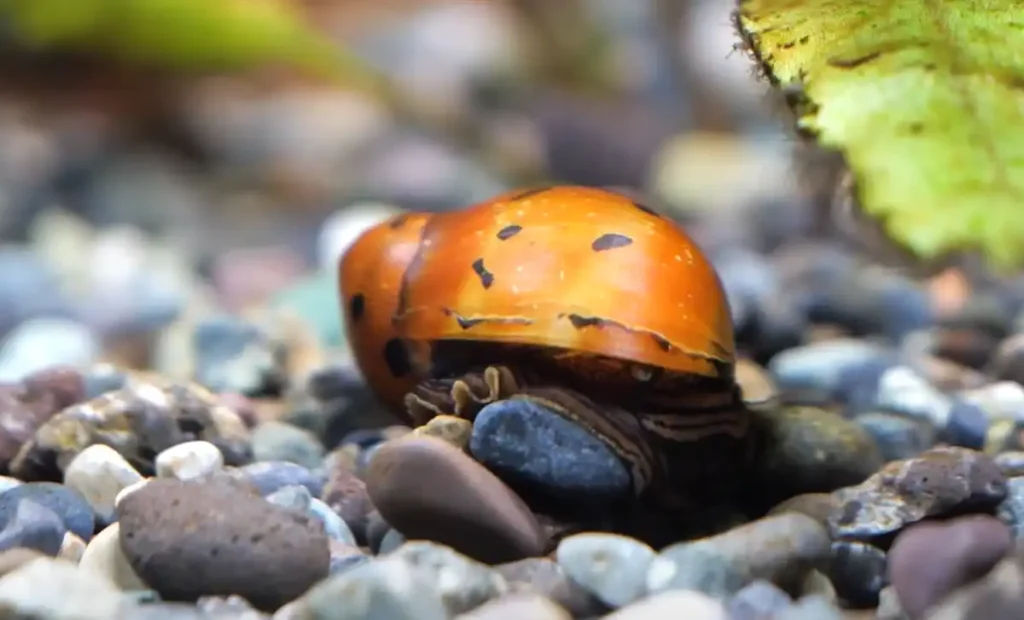 A nerite snail