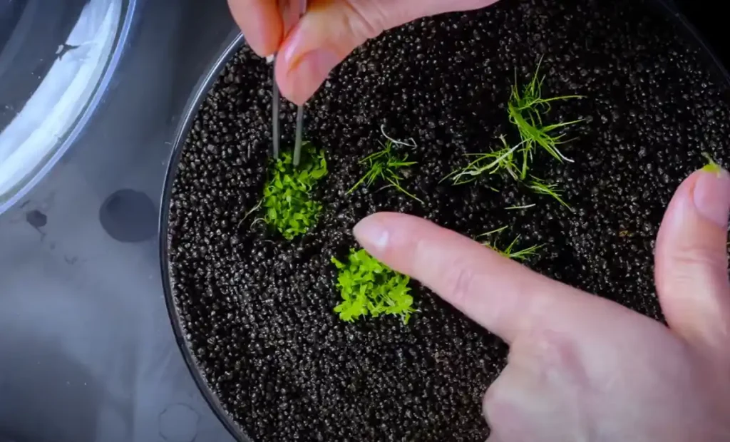Planting live aquarium plants