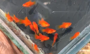 Caring for Your Platy Fish: The Complete Guide