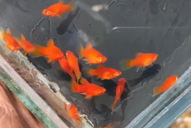 Caring for Your Platy Fish: The Complete Guide