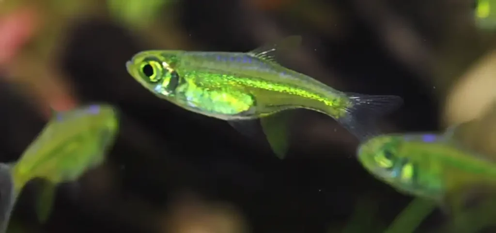 Rasboras swimming on tank