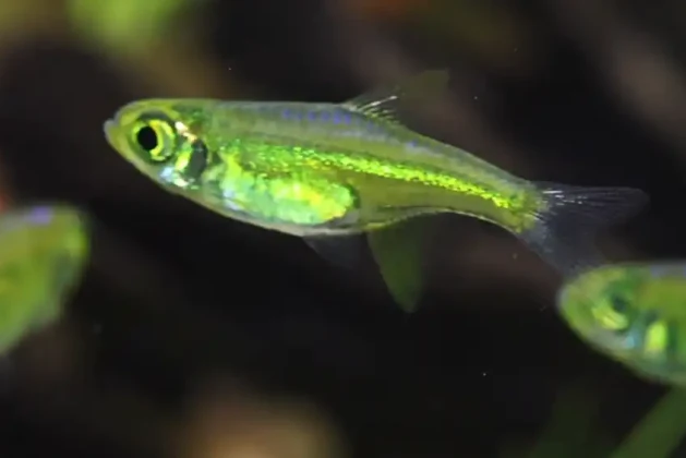 Rasboras, Top or Bottom Dwellers? Answered
