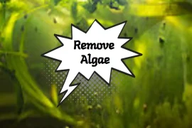 Best Algae Eaters for Freshwater Aquarium