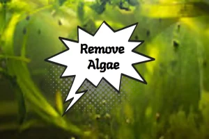 Best Algae Eaters for Freshwater Aquarium