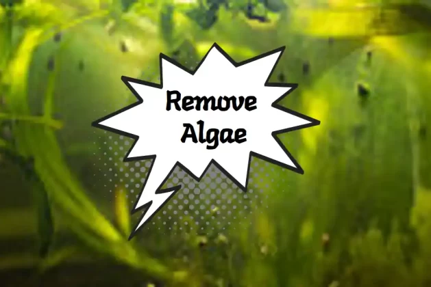 Best Algae Eaters for Freshwater Aquarium