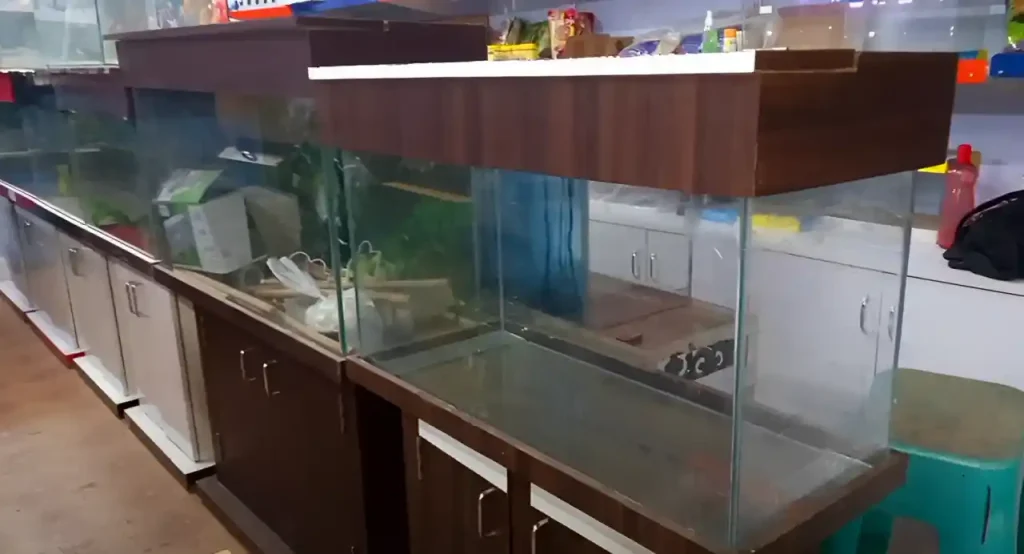 Shopping for fish tanks