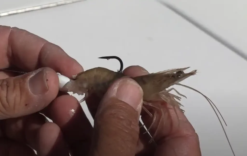 Threading shrimp onto the hook