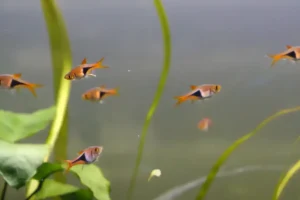 Are Rasboras Fin Nippers? Answered