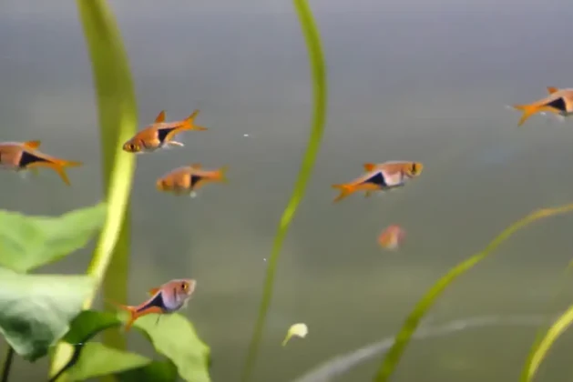 Are Rasboras Fin Nippers? Answered