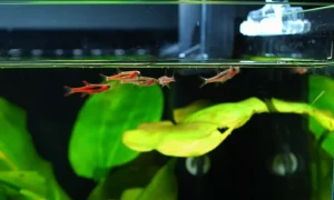 A Beginner’s Guide to Breeding Rasbora Fish