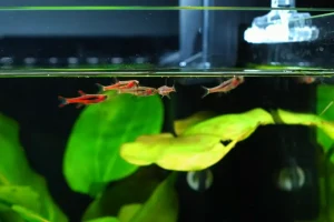 A Beginner’s Guide to Breeding Rasbora Fish