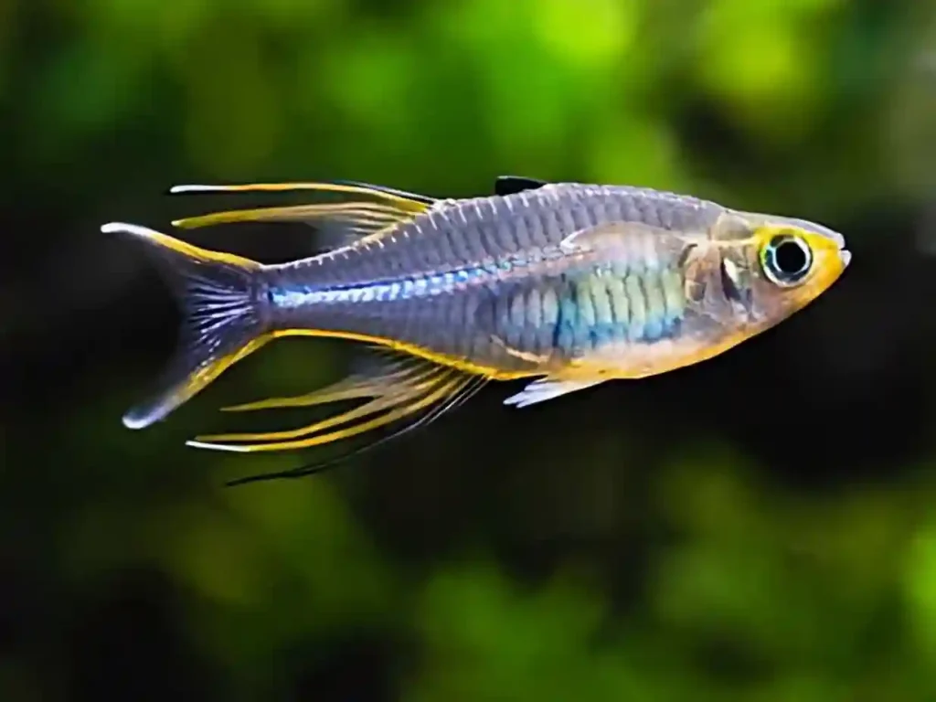 A rainbowfish