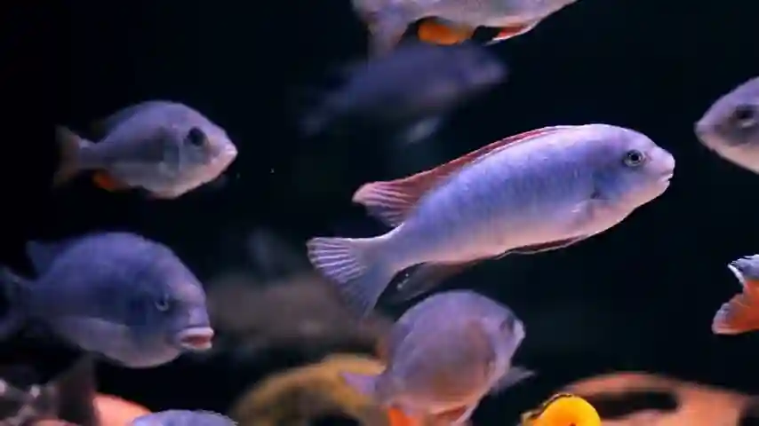 African Cichlid