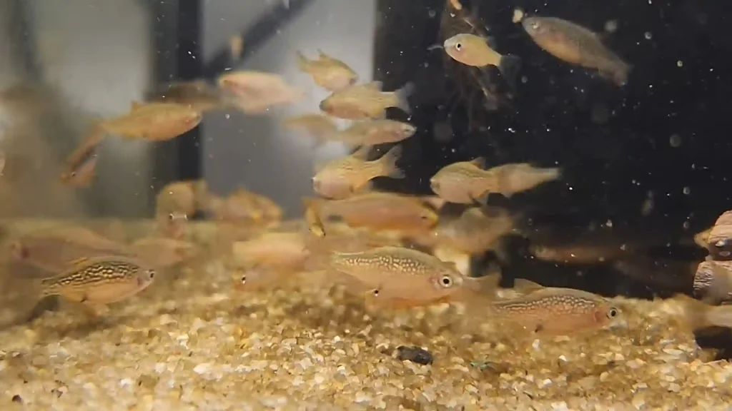 Danios