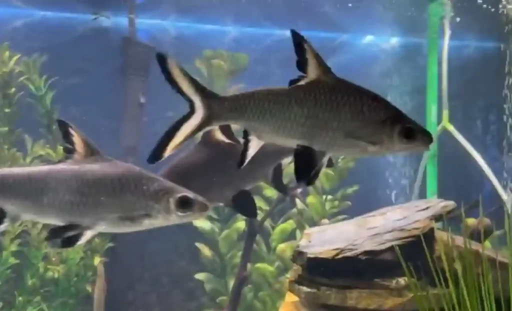 Freshwater Aquarium Shark