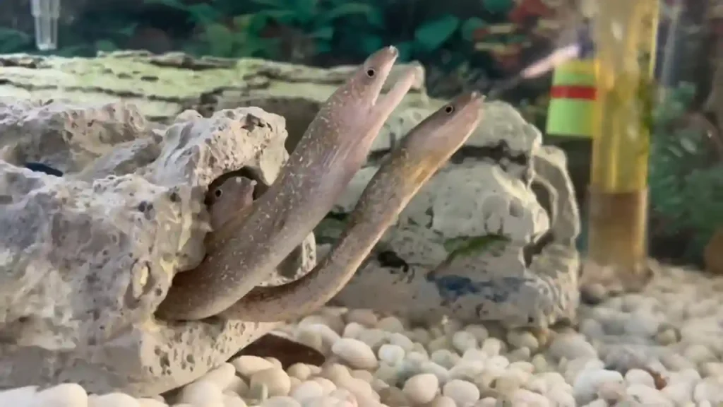Freshwater Eels