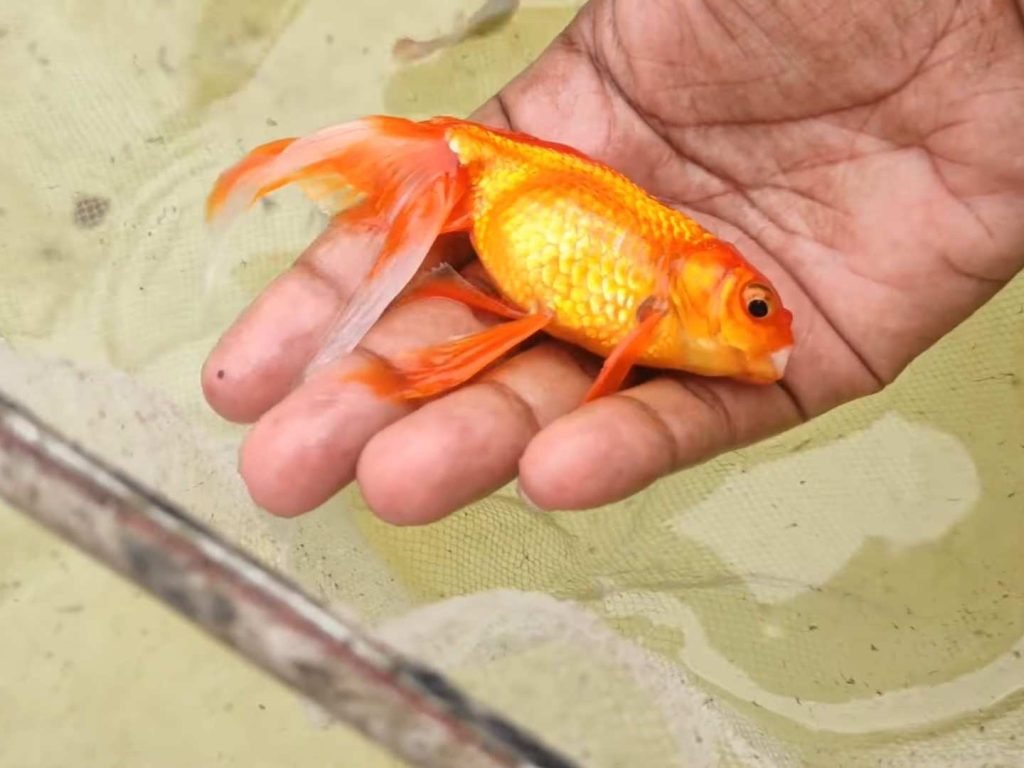 Goldfish
