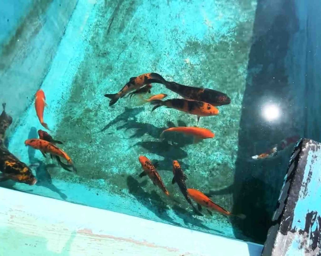 Koi fish