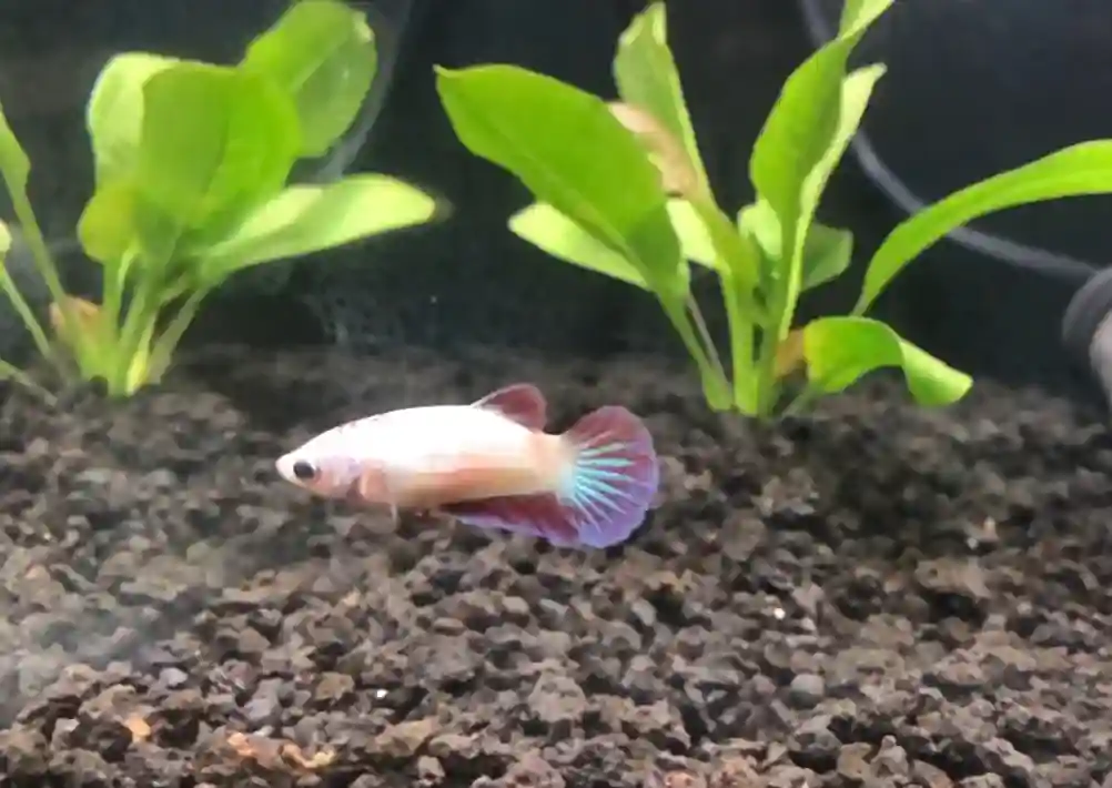 Female betta fish