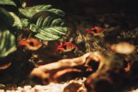 Freshwater Fish that Goes Together: Compatibility Guide