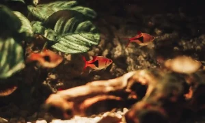 Freshwater Fish that Goes Together: Compatibility Guide