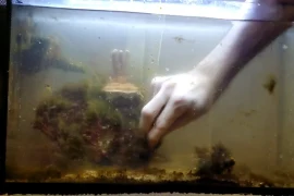 How to Clean a Freshwater Fish Tank? Answered