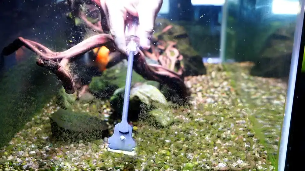 Cleaning algae with a razor-blade scraper