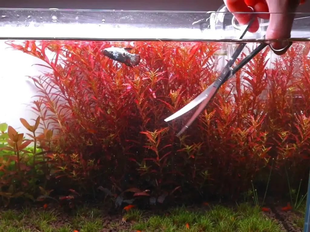 Trimming aquarium plants