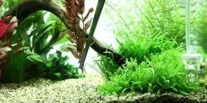 Aquascaping