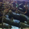 Brackish Club