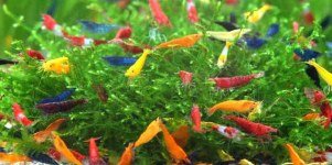 Shrimp Keepers